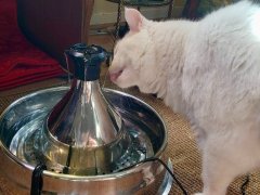 PetSafe Drinkwell 360 Stainless Steel Cat & Dog Water Fountain