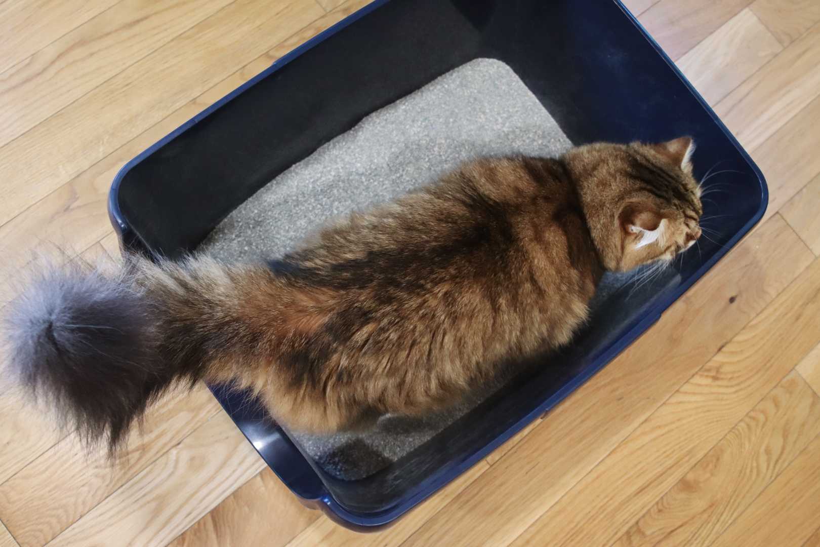 Ever Clean Unscented Extra Strength Super Premium Clumping Cat Litter