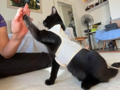 Lulu kitten harness training Hi-Five