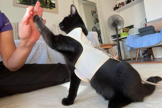 Research Suggests Cats Enjoy Spending Time With Humans Over Cats