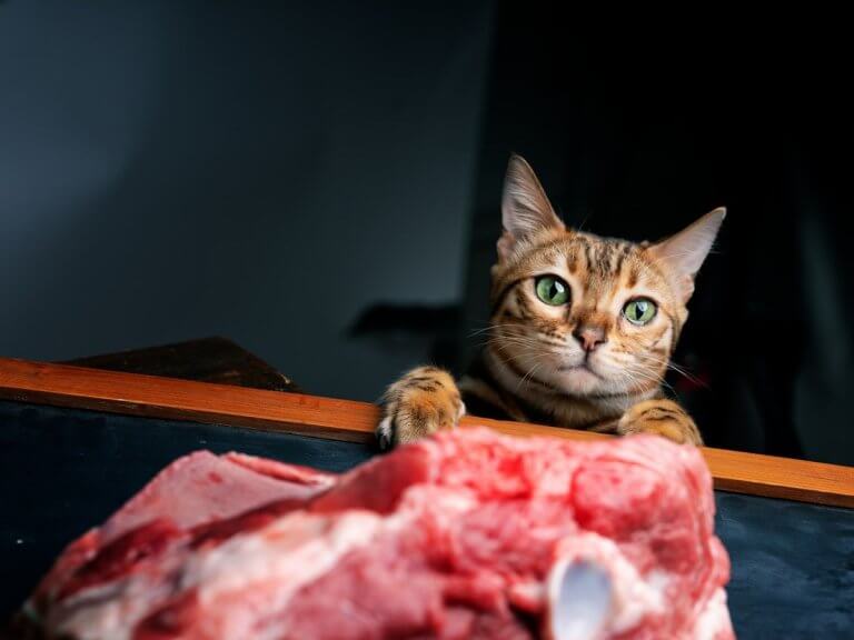 All About Eating Lamb For Cats Cats all-about-eating-lamb-for-cats-cats