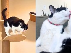 adopted-kitten