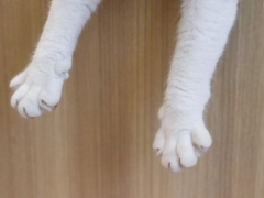 cats-paw