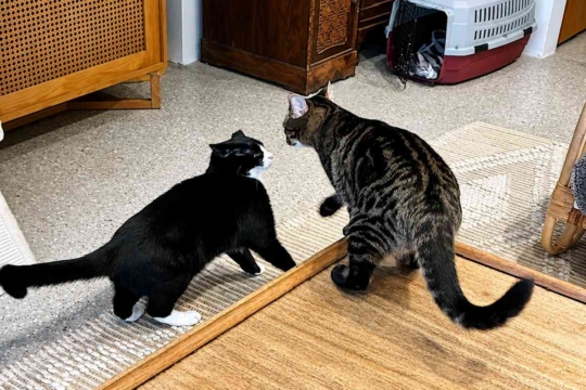 Why Do Cats Bite Each Other's Necks?