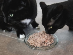 two-cats-eating-cat-food.jpg