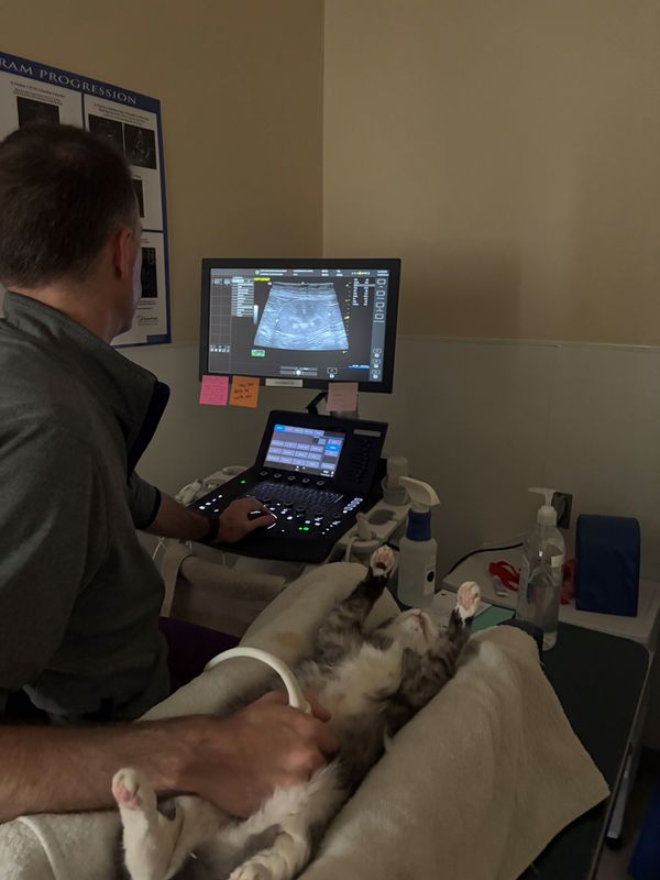 Annie Ultrasound