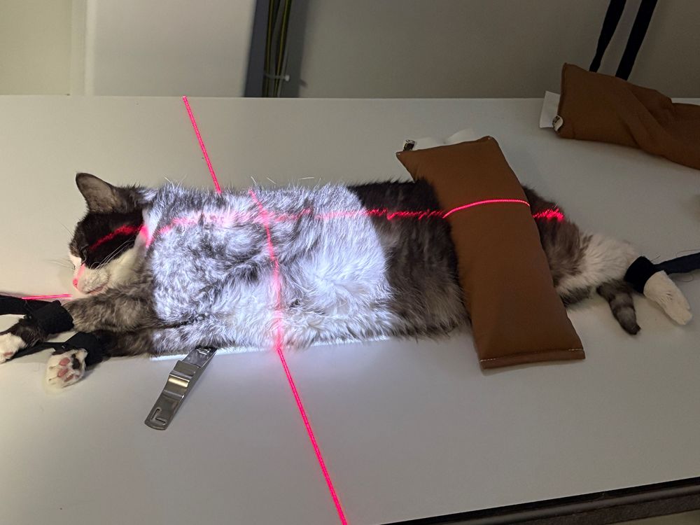 Annie the cat receiving a wellness screening at the veterinary clinic.