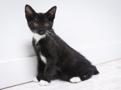 black and white kitten