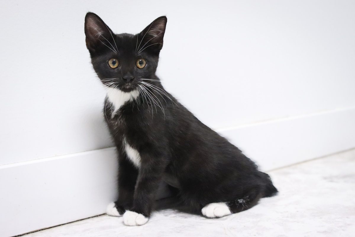 black and white kitten