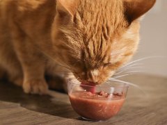 Orange Short Hair Tabby Eating BFF Wet Canned Cat Food Tuna & Salmon Sweet Cheeks Dinner In Gravy Close Up