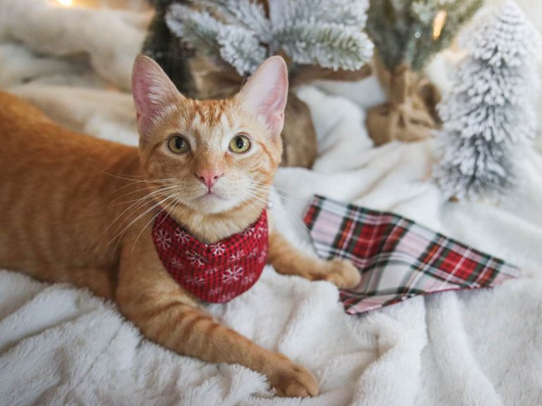 Homeopathy For Cats The Complete Guide (Written by a Vet)