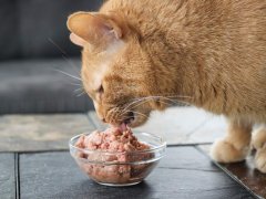 RAWR Eat Like A Lion Chicken Eats Fresh Frozen Raw Wet Cat Food
