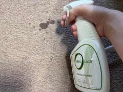 Why Do Cats Pee on Things? 5 Possible Reasons - Cats