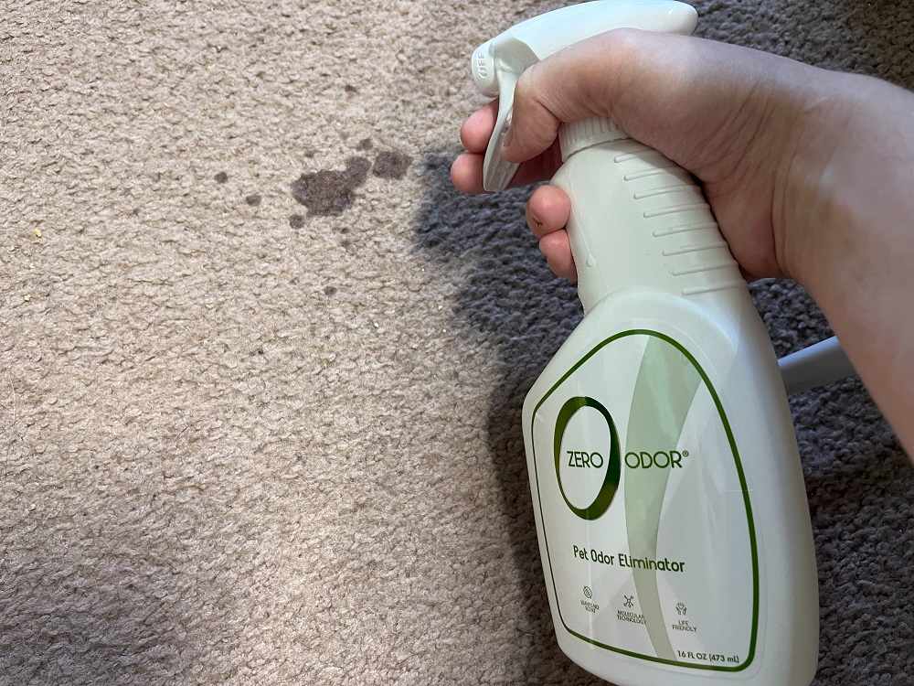 cleaning pee on carpet using cleaner