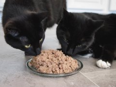 Two black cats eating cat food from plate