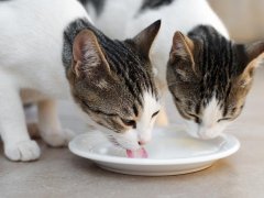 two tabby and white cats drink milk from white saucer