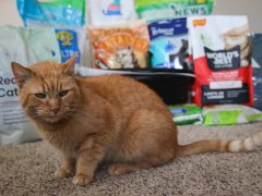 12 Best Cat Litters 2024