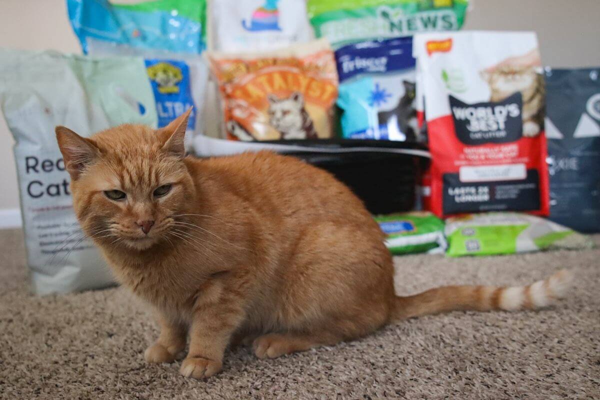12 Best Cat Litters 2024
