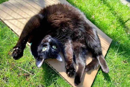 The 5 Cat Personality Types: Which Is Your Cat?