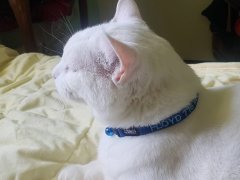 Floyd models his personalized GoTags collar.