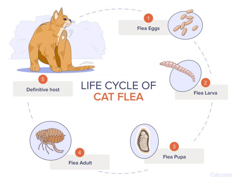 Beautiful view of Way Of Life Cat Flea Prevention