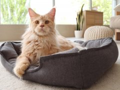 Maine Coon cat lying in pet bed at home