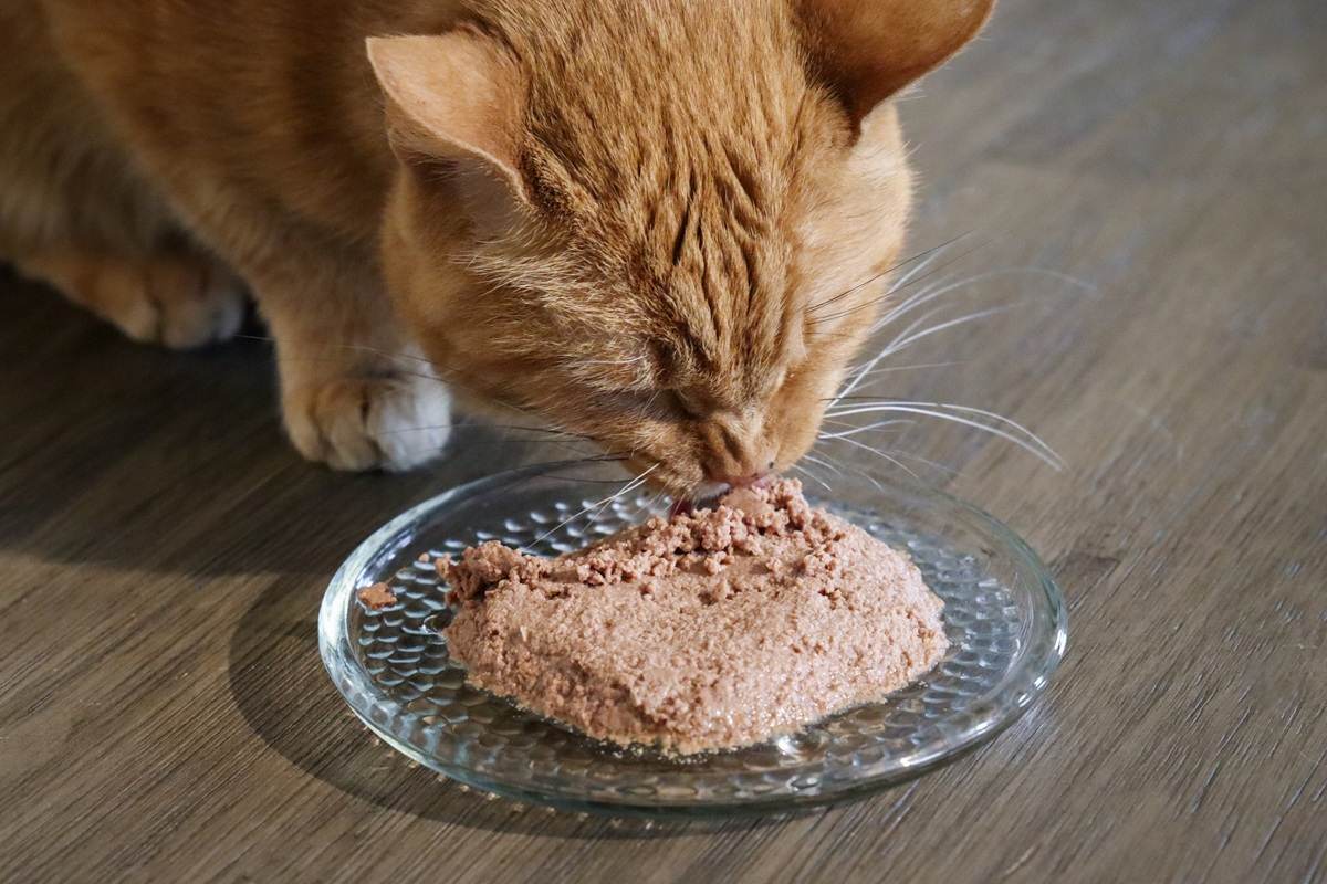 Orange Short Hair Tabby Cat Eating Fancy Feast Wet Canned Cat Food Chicken Feast Classic Pate Close Up