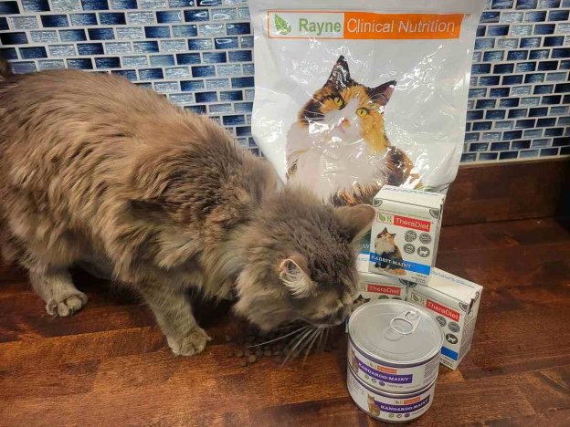 Rayne Nutrition Cat Food Review - Cats.com