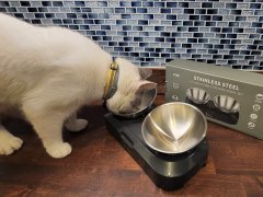 cat eating from cat bowl