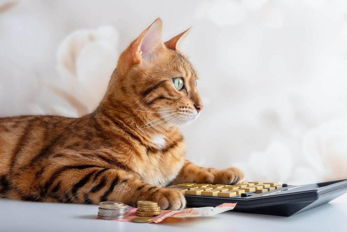 Beautiful Bengal cat sits with a pile of money and a calculator.