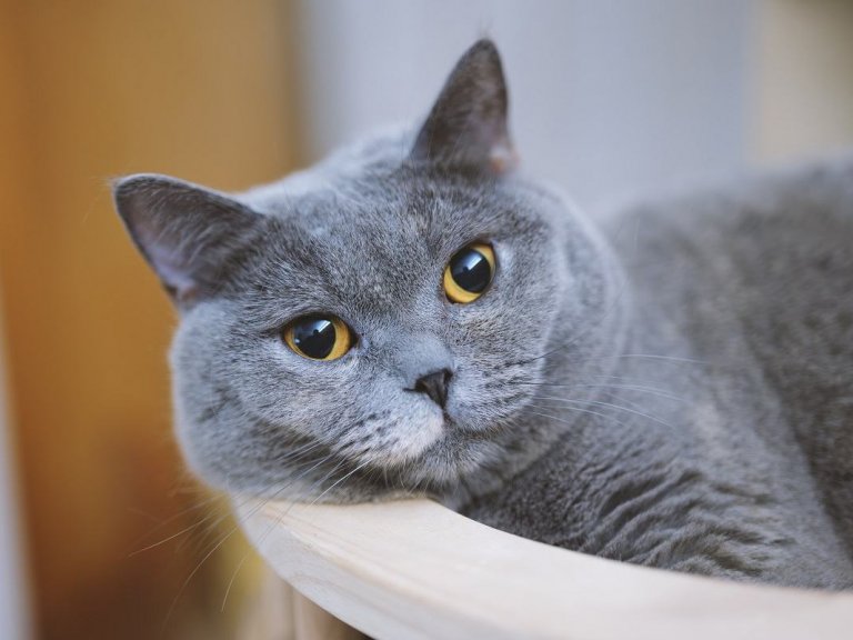Complete Guide To Cat Fur Patterns Colors And Markings Cats Complete Guide To Cat Fur Patterns Colors And Markings Cats