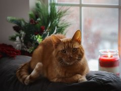Orange Short Hair Tabby Cat Laying On Couch Looking Out Window At Winter Snow Candle Holiday Christmas