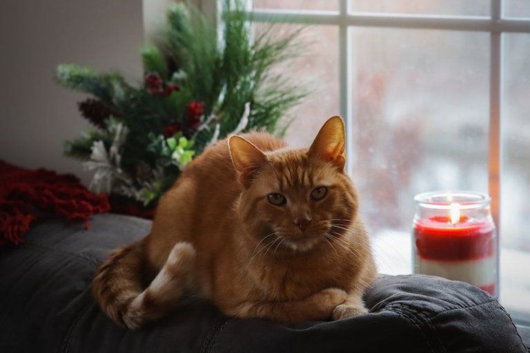 10 Things You Probably Did Not Know About Red Tabby Cats - Cats.com