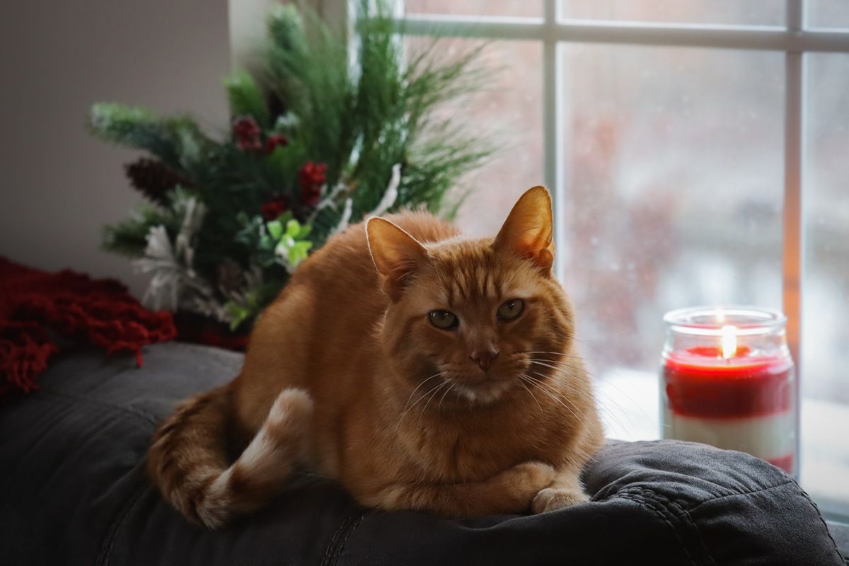 Orange Short Hair Tabby Cat Laying On Couch Looking Out Window At Winter Snow Candle Holiday Christmas