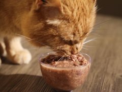 Orange Short Hair Tabby Eating BFF Wet Canned Cat Food Duck & Tuna Lots O Luck Dinner In Gravy Close Up-13-compressed