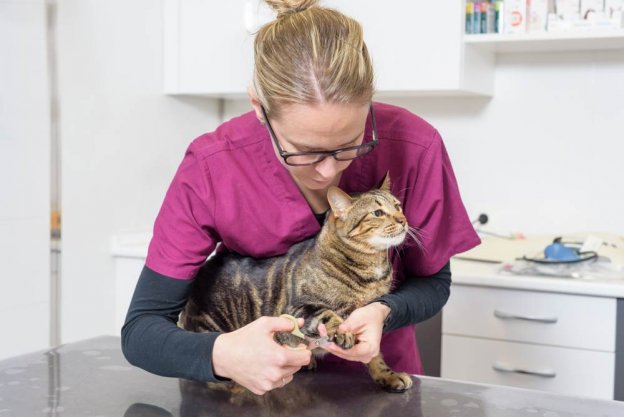 What to Do if Your Cat Has an Ingrown Nail - Cats.com