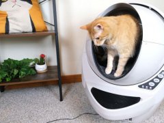 cat inside the Litter Robot