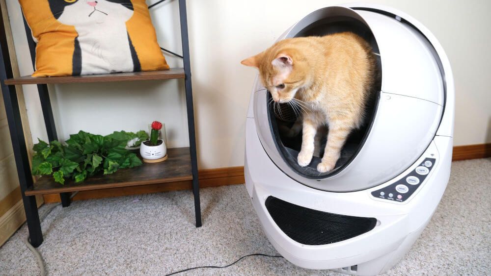cat inside the Litter Robot