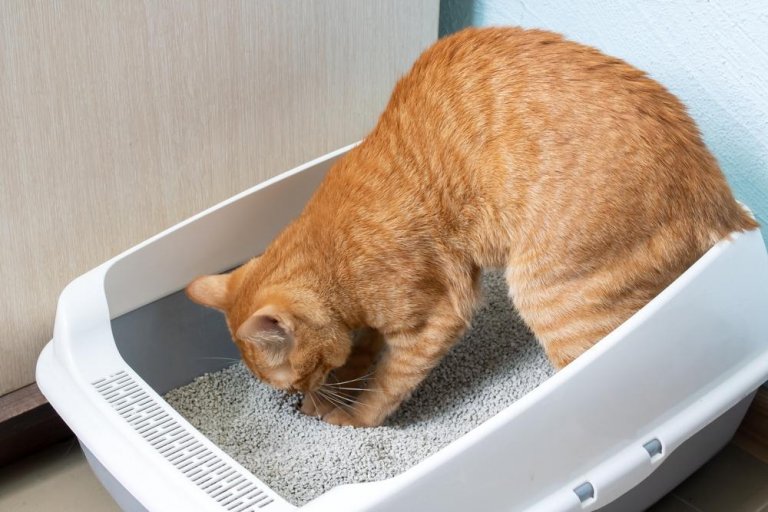 Food Intolerance in Cats: Symptoms, Signs, & Treatment - Cats.com