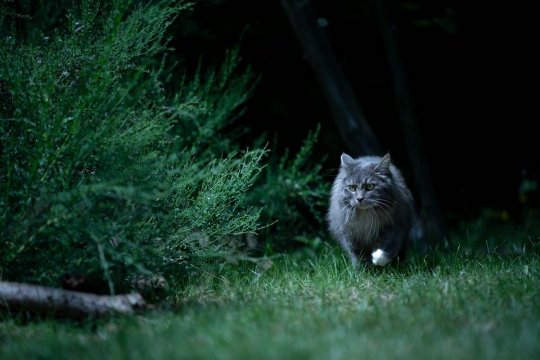 Why Do Cats Stay Up All Night? Top 10 Reasons Explained