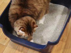 Ever Clean Unscented Extra Strength Super Premium Clumping Cat Litter