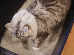 Ever Clean Unscented Extra Strength Super Premium Clumping Cat Litter-24