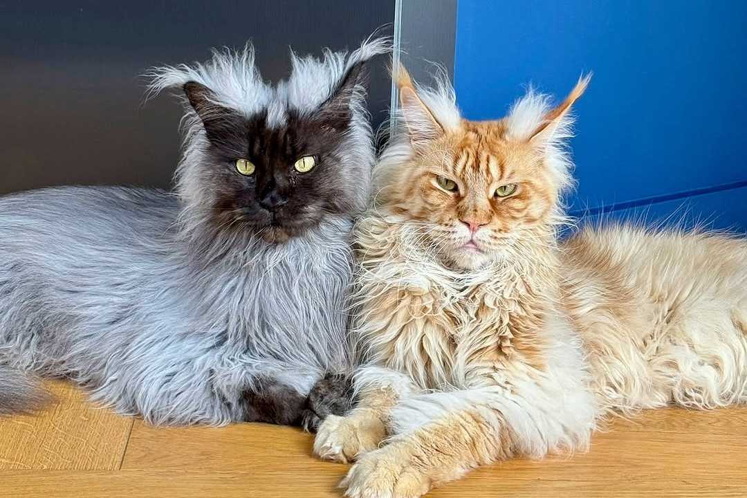 8 Biggest Maine Coon Cats That Are Larger Than Life Cats