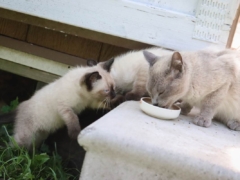 Siamese Cat Kittens Eating Wet Dry Food