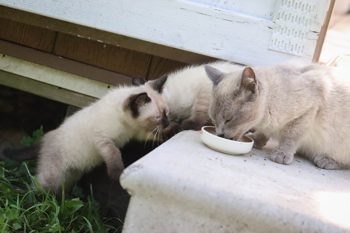 Siamese Cat Kittens Eating Wet Dry Food