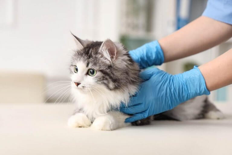 Illustration of Cat Pregnancy Discharge And Labor