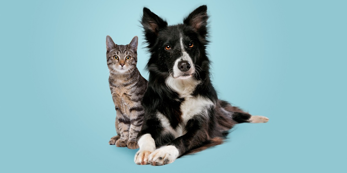 Illustration showcasing the intelligence of cats, emphasizing their problem-solving abilities and cognitive prowess.