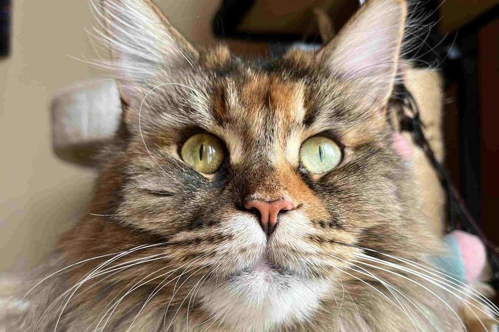 Maine Coon Cats Andy