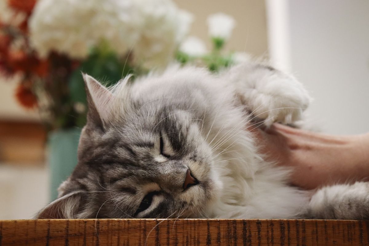 siberian cat