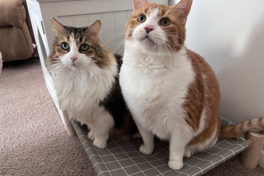 The 12 Signs of an Extremely Happy Cat
